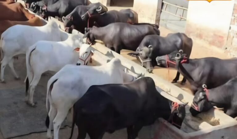 ਪਸ਼ੂਆਂ ਵਿੱਚ ਖੁਰ ਅਤੇ ਮੂੰਹ ਦੀ ਬੀਮਾਰੀ (FMD) ਨੂੰ ਕਾਬੂ ਕਰਨ ਲਈ ਵੱਡਾ ਟੀਕਾਕਰਨ ਅਭਿਆਨ- ਬਠਿੰਡਾ